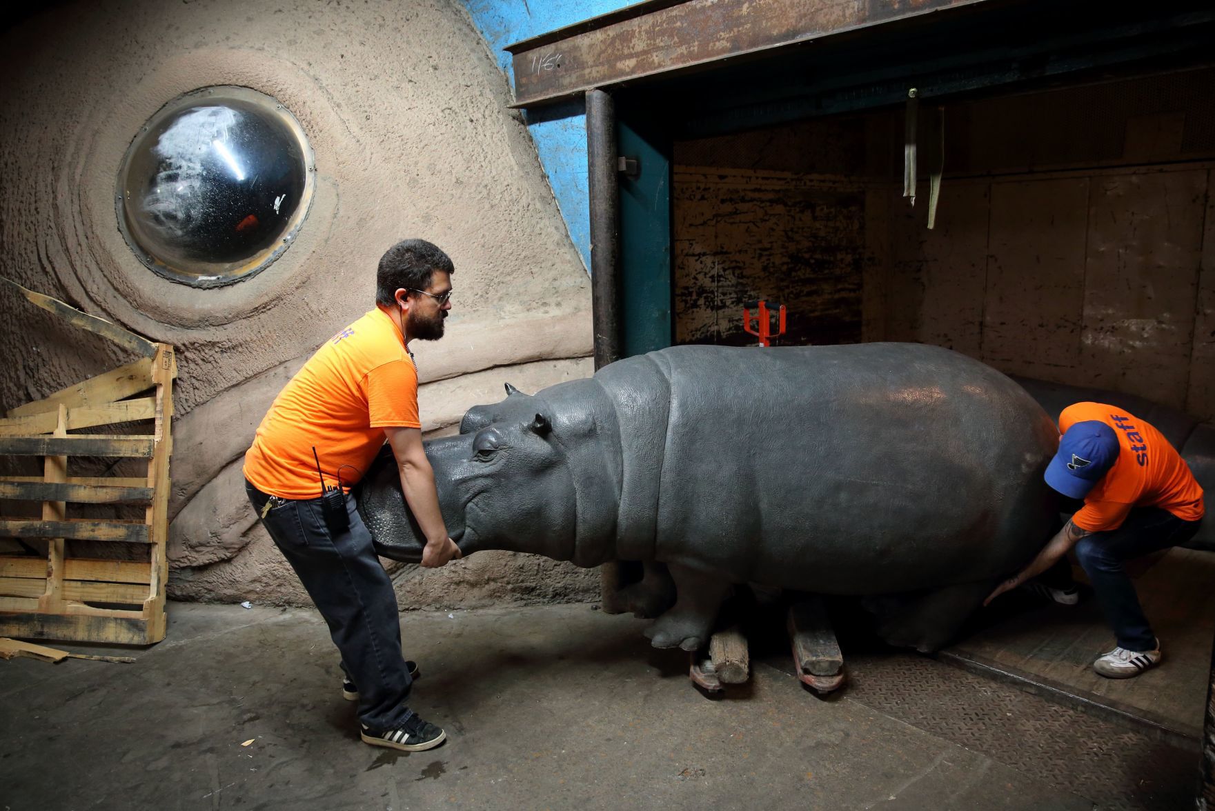 Hippos retrun to City Museum in St. Louis after living in New York